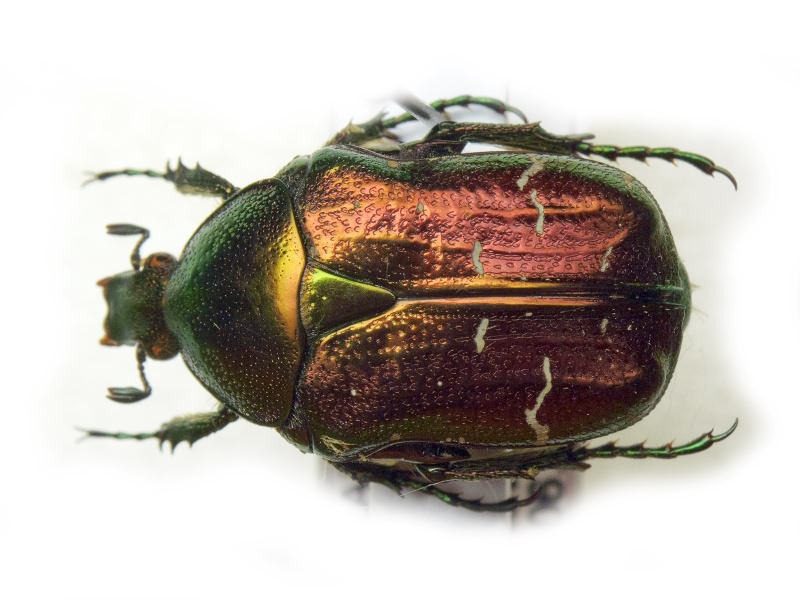 Cetonia aurata (Linnaeus, 1761)